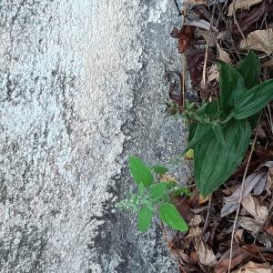 Photographie n°2501394 du taxon Epipactis helleborine (L.) Crantz [1769]