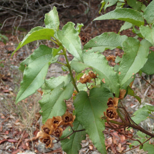 Photographie n°2501396 du taxon Cistus populifolius L.