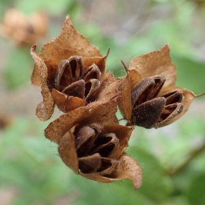 Photographie n°2501397 du taxon Cistus populifolius L.