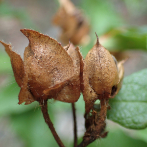 Photographie n°2501398 du taxon Cistus populifolius L.