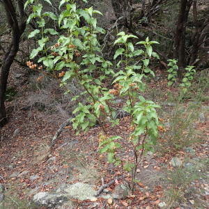 Photographie n°2501400 du taxon Cistus populifolius L.