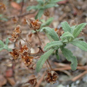 Photographie n°2501404 du taxon Cistus pouzolzii Delile