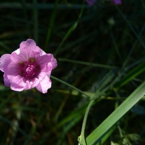 Photographie n°2501421 du taxon Althaea cannabina L.