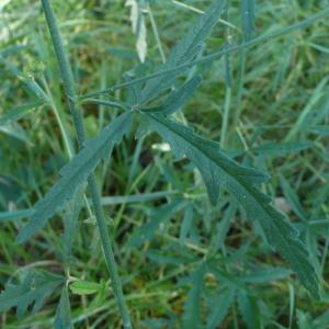 Photographie n°2501423 du taxon Althaea cannabina L.