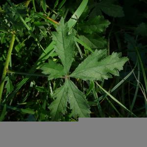 Photographie n°2501425 du taxon Althaea cannabina L.