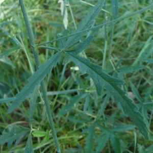 Photographie n°2501426 du taxon Althaea cannabina L.