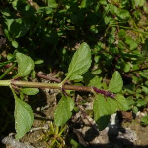 Photographie n°2501446 du taxon Mentha pulegium L. [1753]