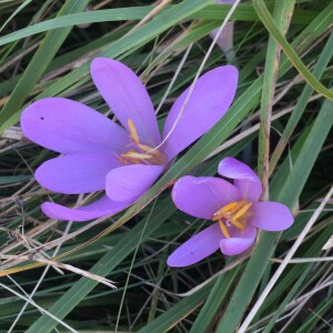 Photographie n°2501447 du taxon Colchicum autumnale L. [1753]