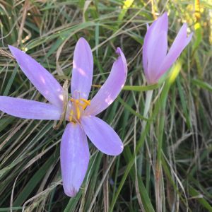 Photographie n°2501449 du taxon Colchicum autumnale L. [1753]