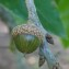  sugar33 - Quercus lamellosa Sm.