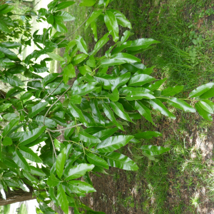 Photographie n°2501456 du taxon Quercus lamellosa Sm.