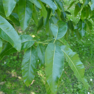  - Quercus lamellosa Sm.