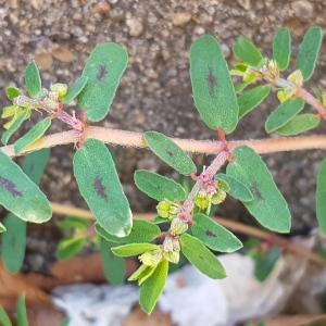 Photographie n°2501463 du taxon Euphorbia maculata L.