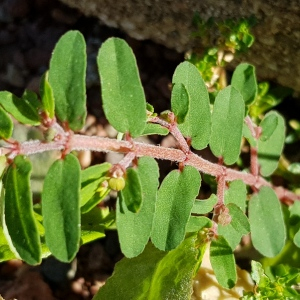 Photographie n°2501464 du taxon Euphorbia maculata L.