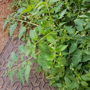 Photographie n°2501484 du taxon Solanum lycopersicum L.