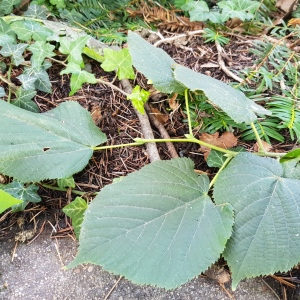 Photographie n°2501489 du taxon Tilia L.