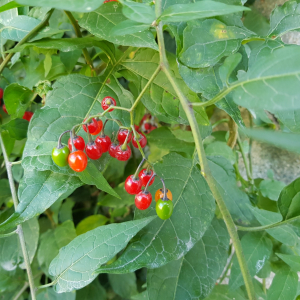 Photographie n°2501490 du taxon Solanum dulcamara L.