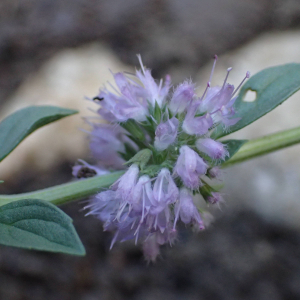 Photographie n°2501504 du taxon Mentha pulegium L. [1753]