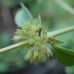 Photographie n°2501505 du taxon Mentha pulegium L. [1753]