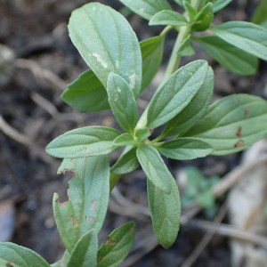 Photographie n°2501507 du taxon Mentha pulegium L. [1753]