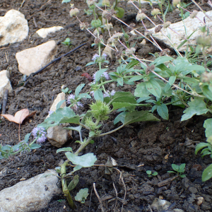 Photographie n°2501508 du taxon Mentha pulegium L. [1753]