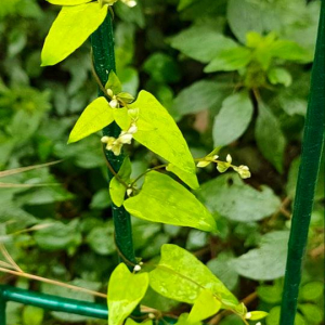 Photographie n°2501529 du taxon Fallopia convolvulus (L.) Á.Löve