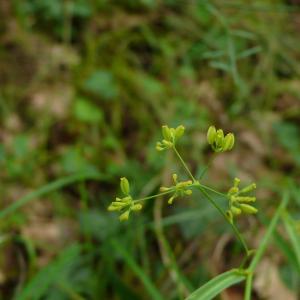 Photographie n°2501545 du taxon Bupleurum falcatum L.