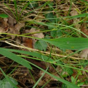 Photographie n°2501547 du taxon Bupleurum falcatum L.