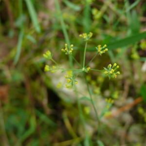 Photographie n°2501548 du taxon Bupleurum falcatum L.