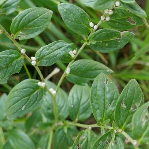 Photographie n°2501551 du taxon Lithospermum officinale L. [1753]