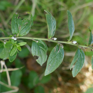 Photographie n°2501552 du taxon Lithospermum officinale L. [1753]