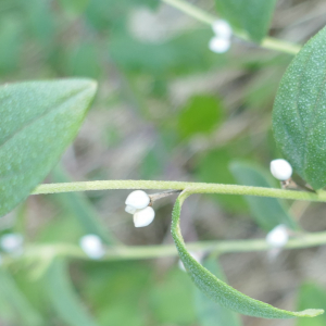 Photographie n°2501561 du taxon Lithospermum officinale L. [1753]