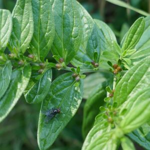 Photographie n°2501562 du taxon Lithospermum officinale L. [1753]