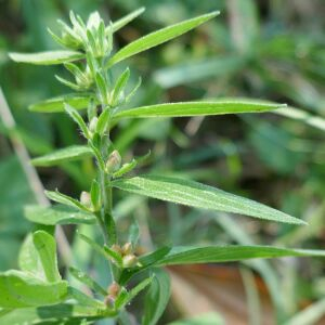 Photographie n°2501563 du taxon Lithospermum officinale L. [1753]