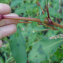  sugar33 - Persicaria maculosa Gray [1821]