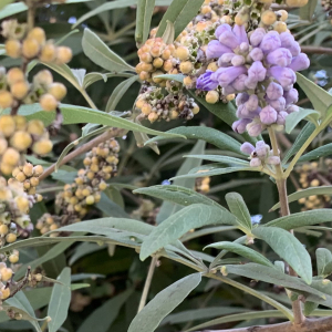 Photographie n°2501572 du taxon Vitex agnus-castus L. [1753]