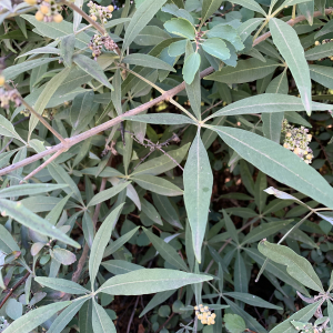 Photographie n°2501573 du taxon Vitex agnus-castus L. [1753]