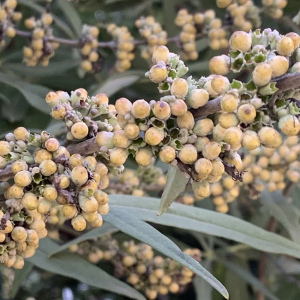 Photographie n°2501574 du taxon Vitex agnus-castus L. [1753]