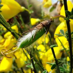 Photographie n°2501590 du taxon Cytisus scoparius (L.) Link [1822]