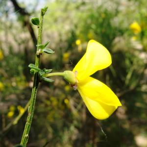 Photographie n°2501592 du taxon Cytisus scoparius (L.) Link [1822]