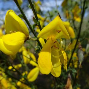 Photographie n°2501593 du taxon Cytisus scoparius (L.) Link [1822]