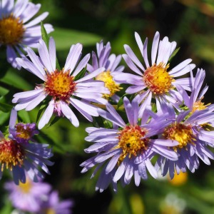 Photographie n°2501614 du taxon Symphyotrichum x salignum (Willd.) G.L.Nesom