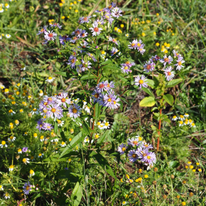 Photographie n°2501616 du taxon Symphyotrichum x salignum (Willd.) G.L.Nesom