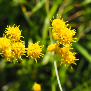 Photographie n°2501617 du taxon Galatella linosyris var. linosyris