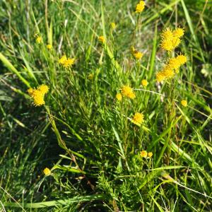 Photographie n°2501620 du taxon Galatella linosyris var. linosyris