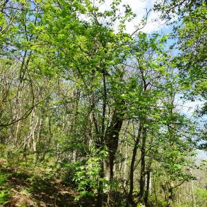 Photographie n°2501654 du taxon Sorbus torminalis (L.) Crantz [1763]