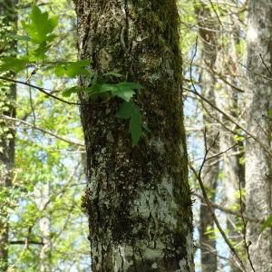 Photographie n°2501658 du taxon Sorbus torminalis (L.) Crantz [1763]