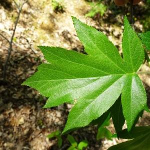 Photographie n°2501659 du taxon Sorbus torminalis (L.) Crantz [1763]