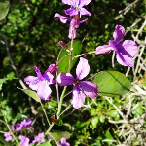 Photographie n°2501670 du taxon Lunaria annua L.