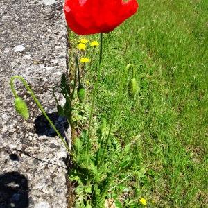 Photographie n°2501676 du taxon Papaver rhoeas L. [1753]